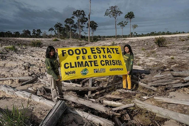 Laporan IEO 2026; Food Estate dan Pengembangan Perkebunan Sawit Ikut Gerus Hutan Primer Indonesia