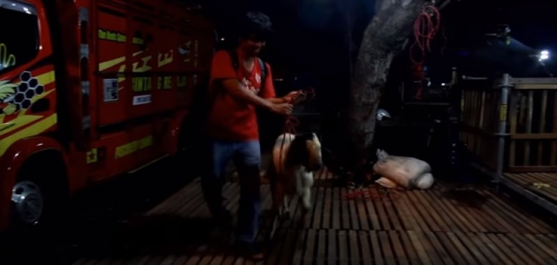 Djarot Larang Penjualan dan Pemotongan Hewan Kurban di Trotoar