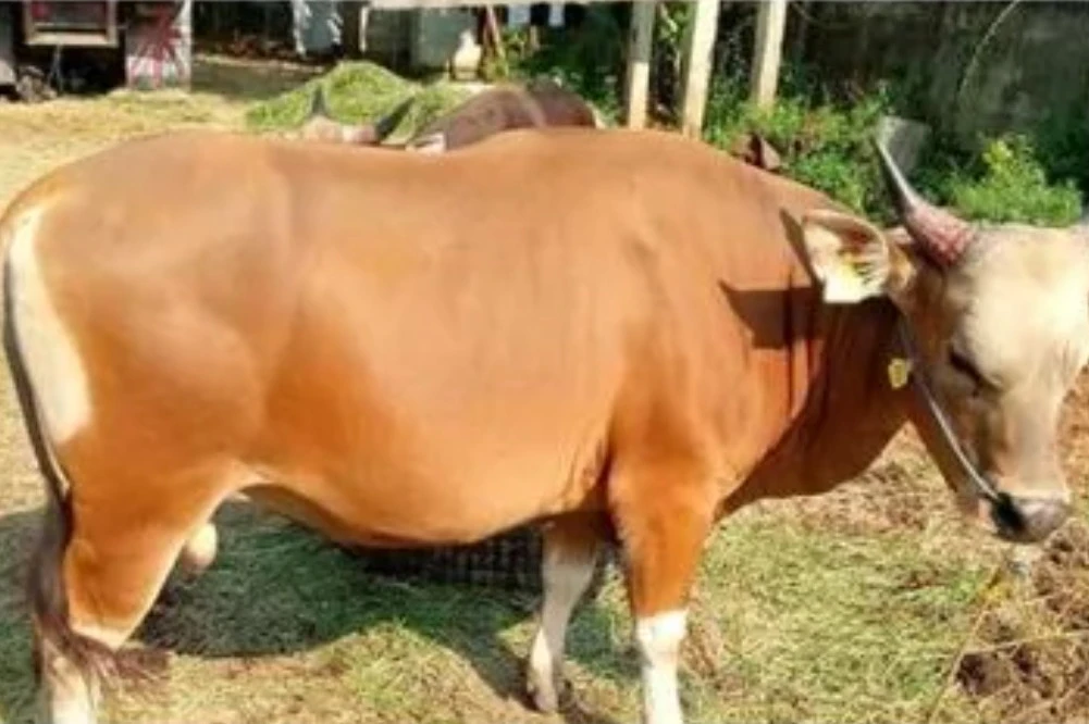 Tingkatkan Kerjasama, PAM Jaya Kerjakan Sinergi BUMD Dalam Pengadaan Hewan Kurban