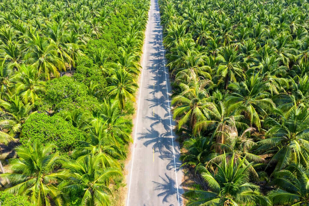 Bukan Cuma Dikepung Izin Tambang, Sumatera Merupakan Pusat Produksi Sawit di Indonesia