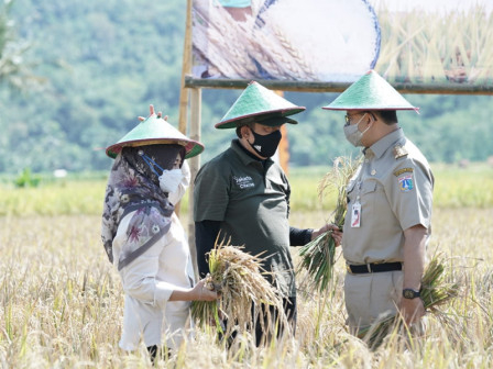 Anies Panen Beras 50 Hektare di Cilacap