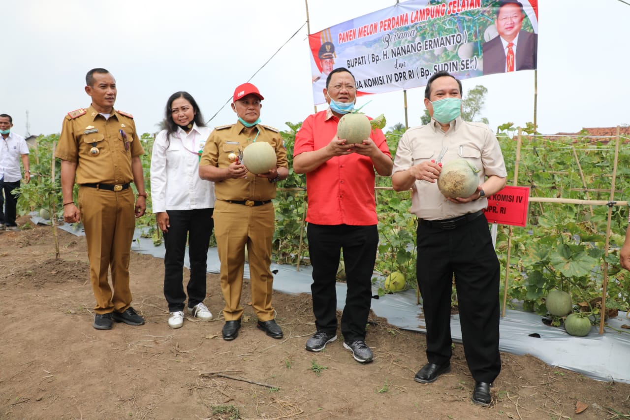Nanang-Sudin Panen Melon Perdana di Kebun Edukasi Rumah Dinas Bupati