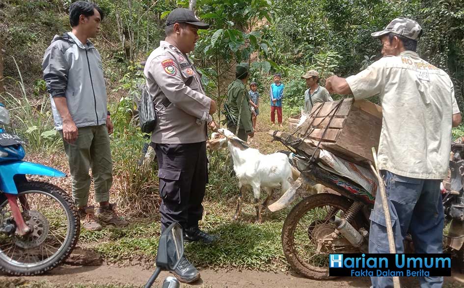 Dimangsa Binatang Buas, Warga dan Ternaknnya di evakuasi