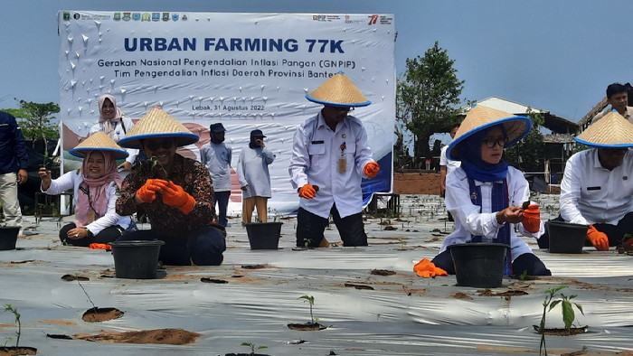 Antisipasi Gejolak Harga Cabe, TPID Provinsi Banten Lakukan Gerakan Tanam Cabe