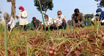 Jakarta Bisa Panen 17,5 Ton Bawang Merah dari Lahan Pertanian di Halim Perdanakusuma