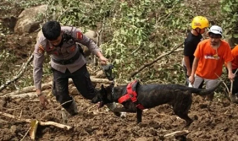 15 Orang Tewas Akibat Tambang Emas di Solok Longsor