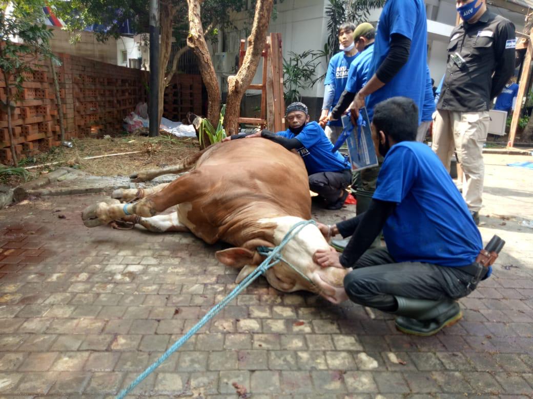 Serahkan 13 Sapi Qurban, Ibas: Idul Adha Momentum Tuntaskan Pandemi Covid-19